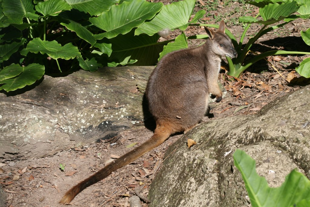 Proserpine Rock Wallaby