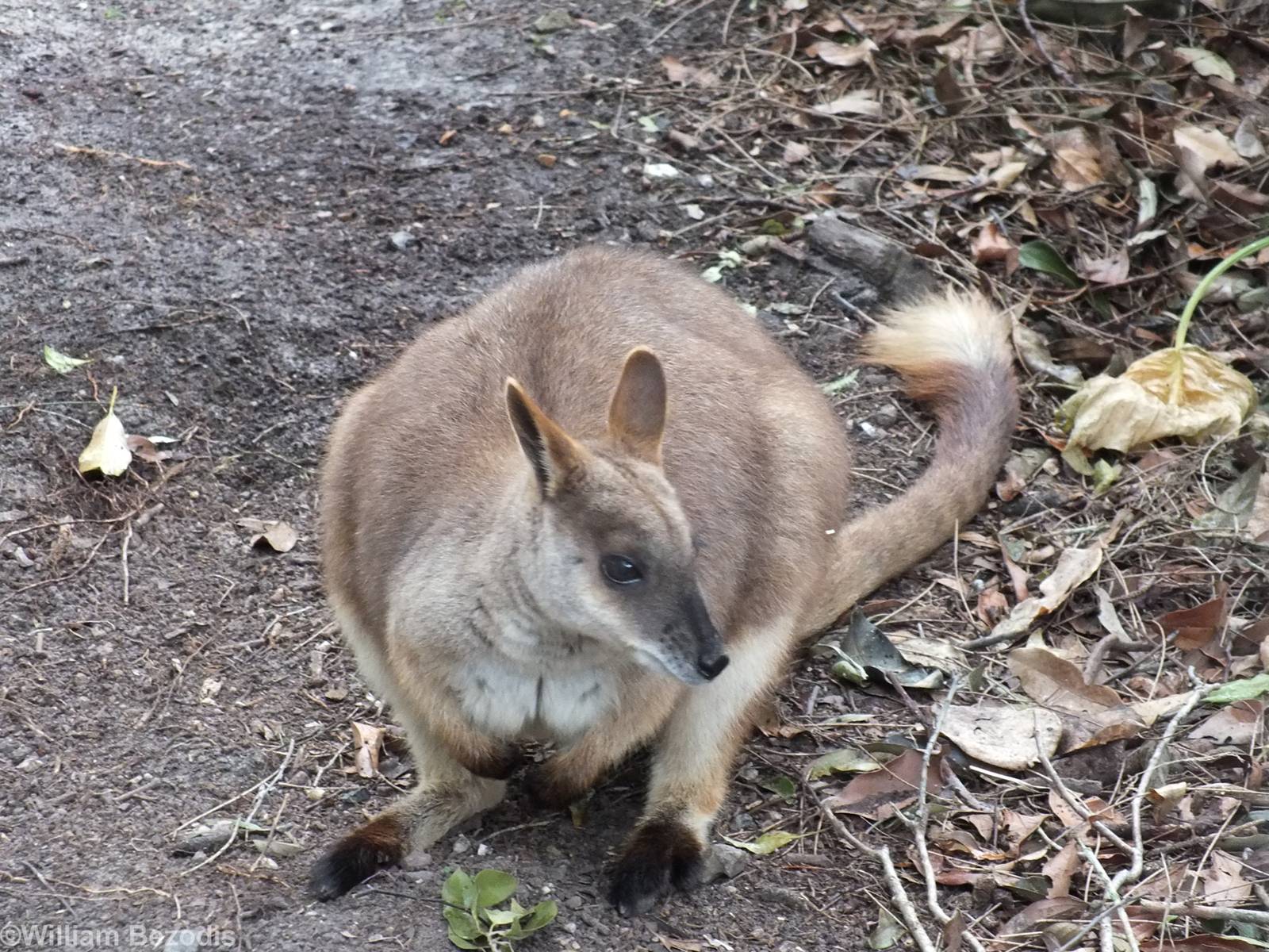 Proserpine Rock-wallaby