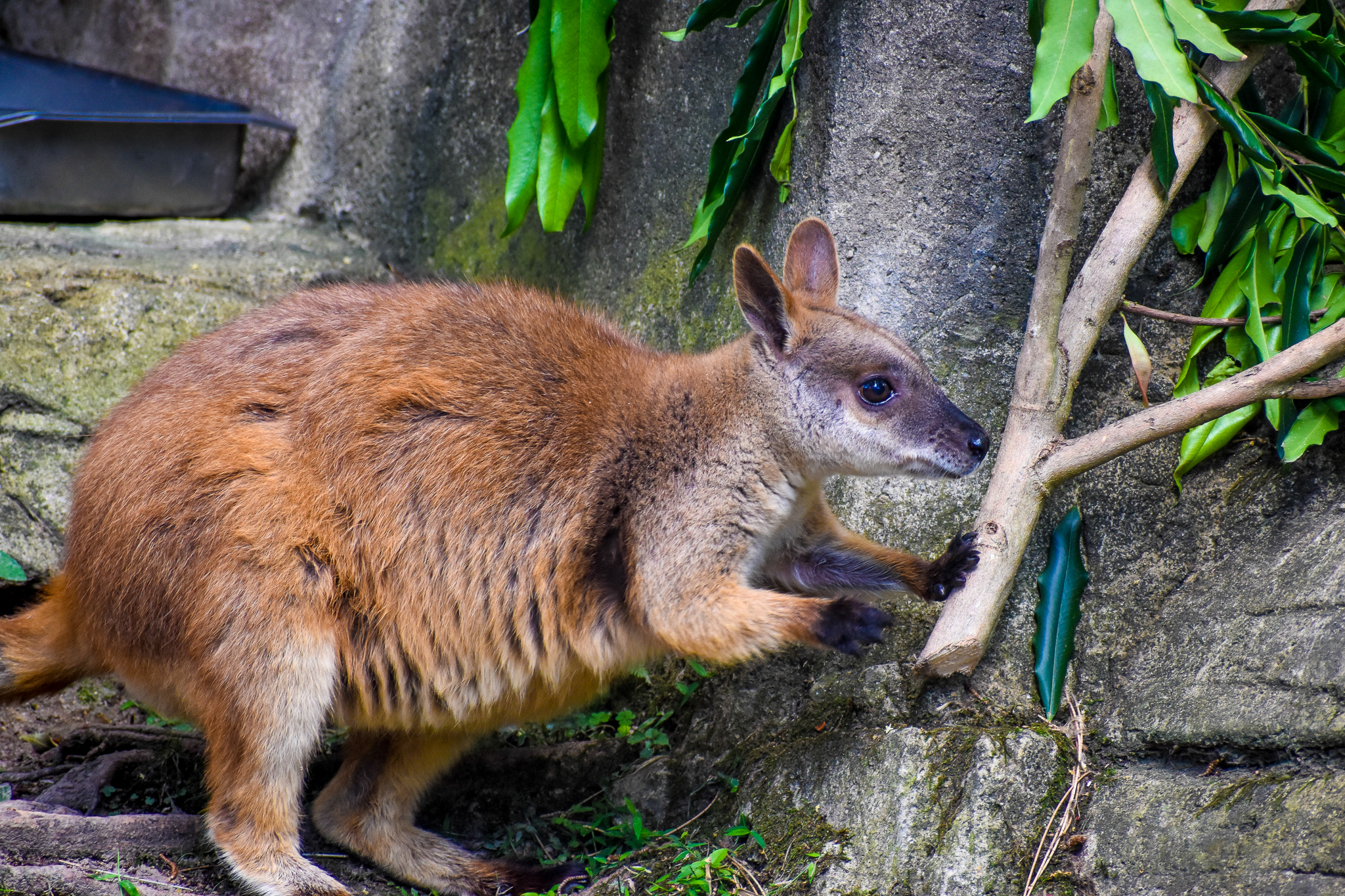 Proserpine Rock-wallaby
