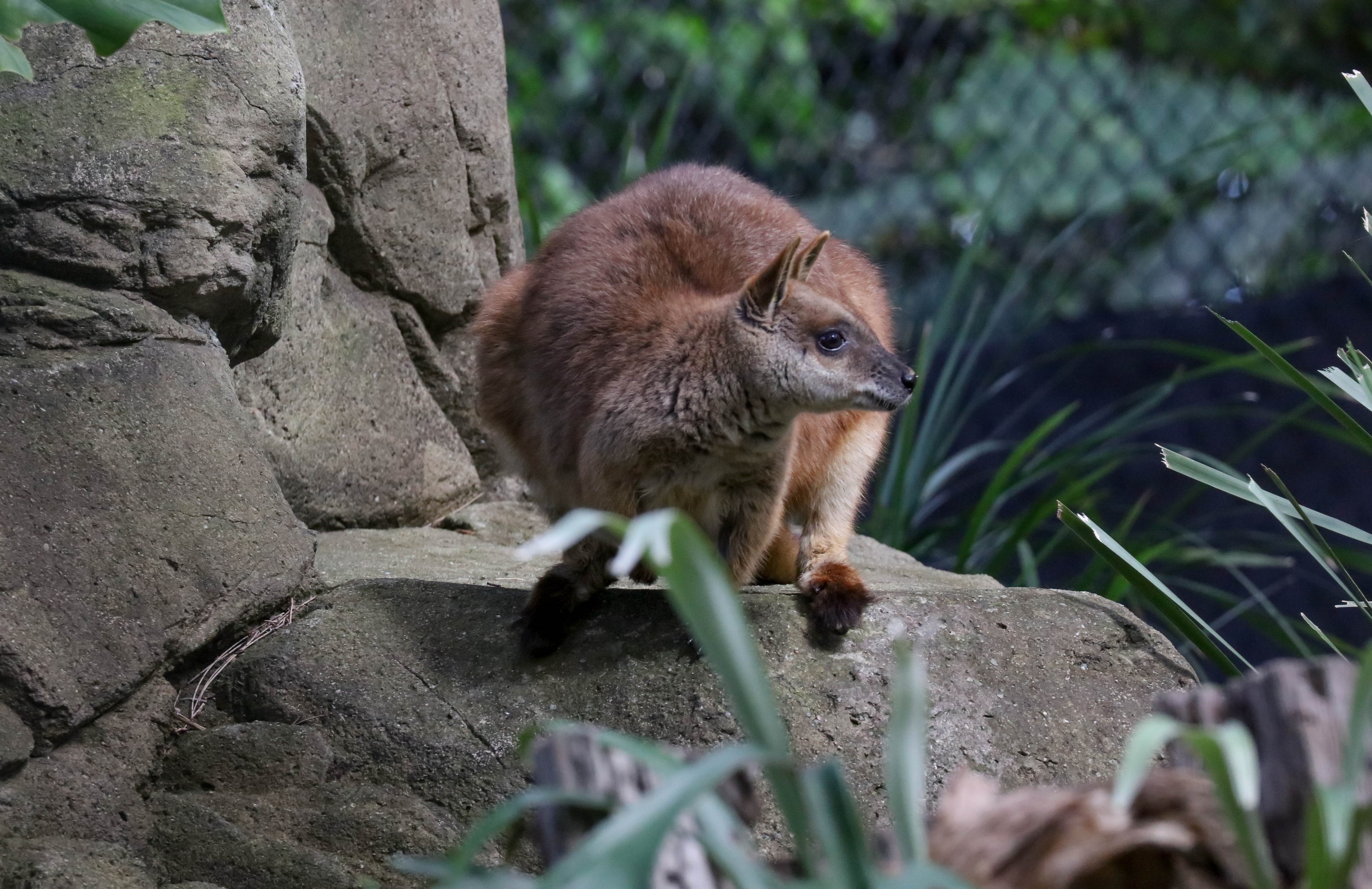 Proserpine Rock Wallaby
