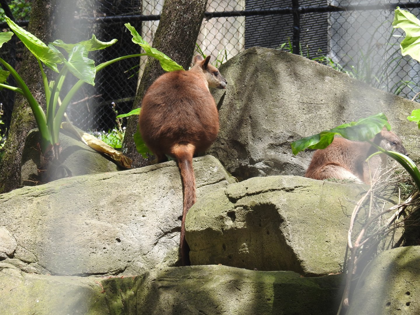 Proserpine Rock-Wallaby