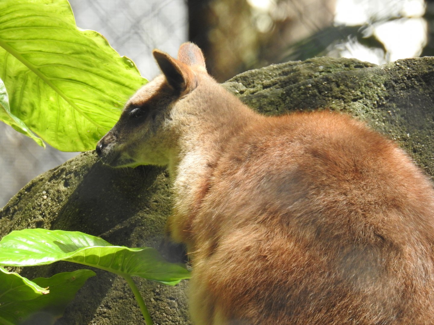 Proserpine Rock-Wallaby