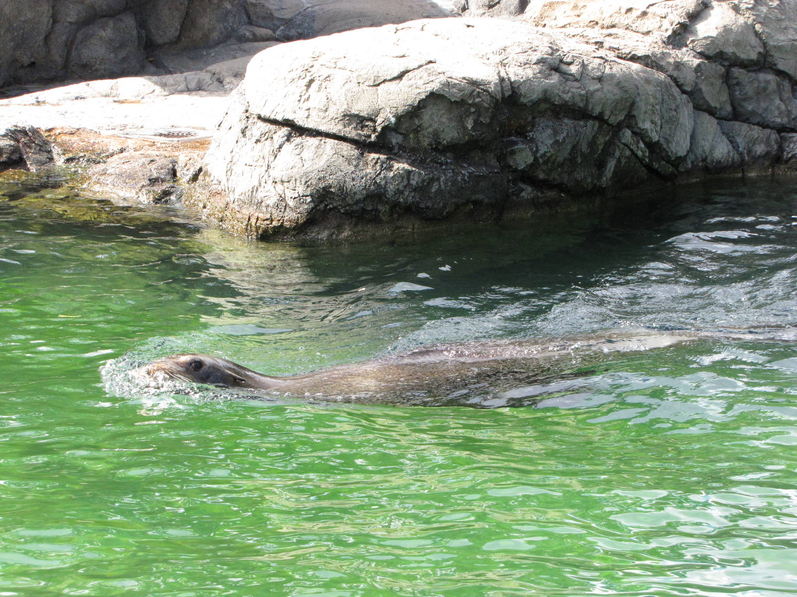 Prospect Park Zoo 2010 - California Sea Lion