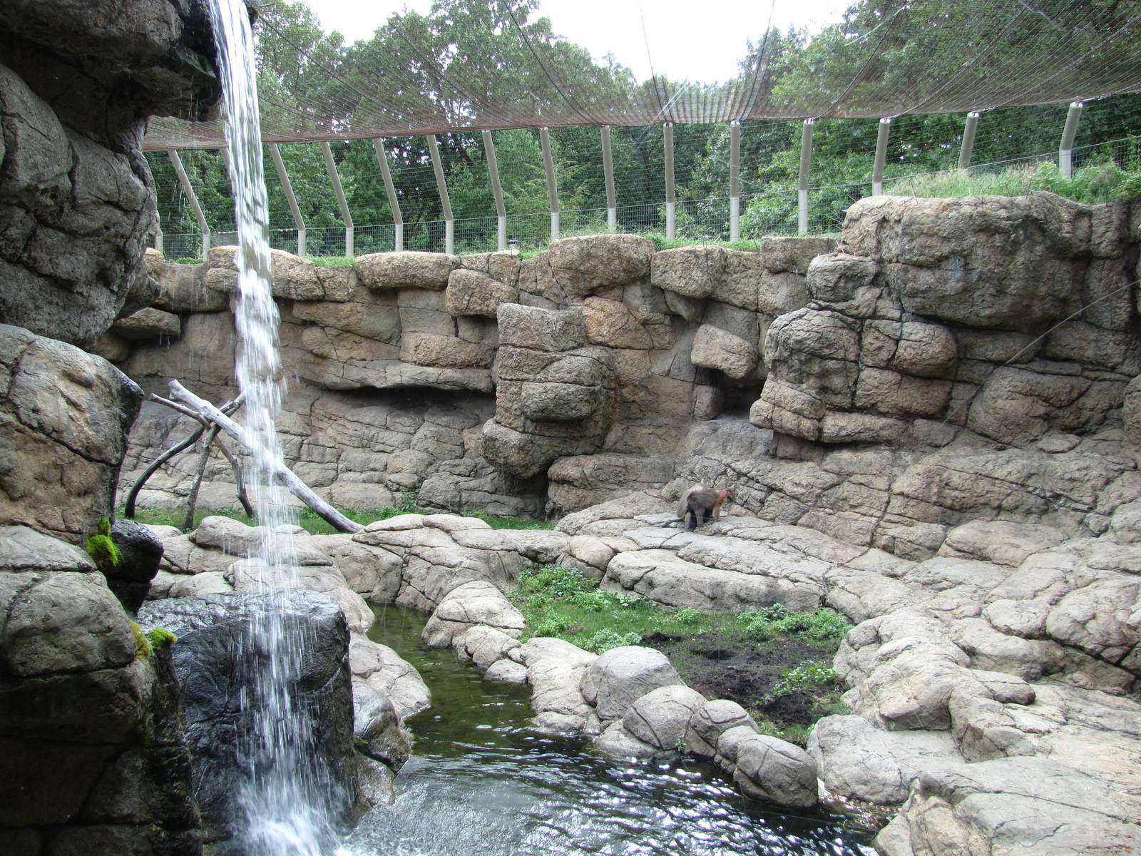 Prospect Park Zoo 2010 - First part of Hamadryas Baboon exhibit