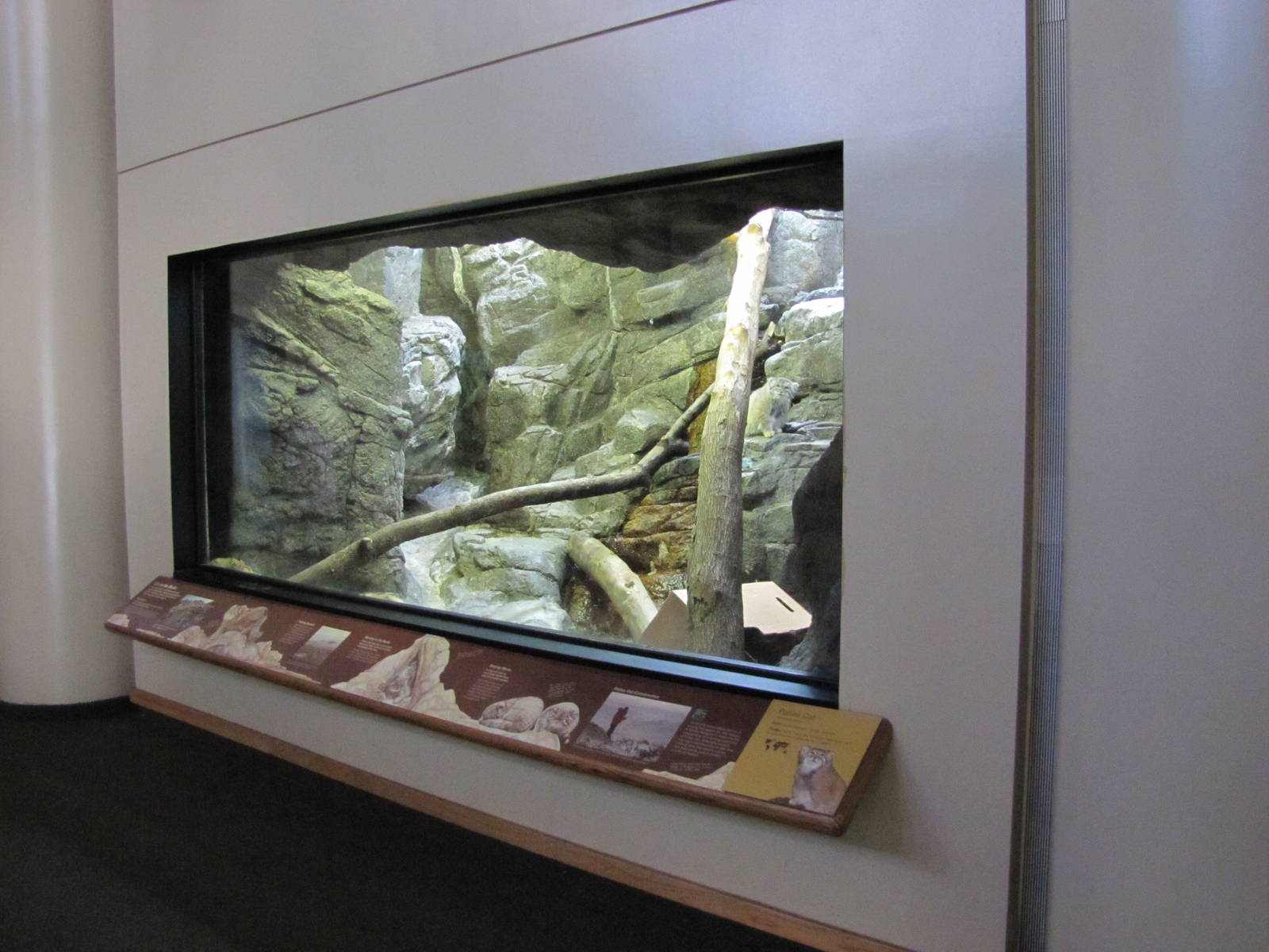 Prospect Park Zoo 2010 - Front of Pallas Cat exhibit in Animal Lifestyles b