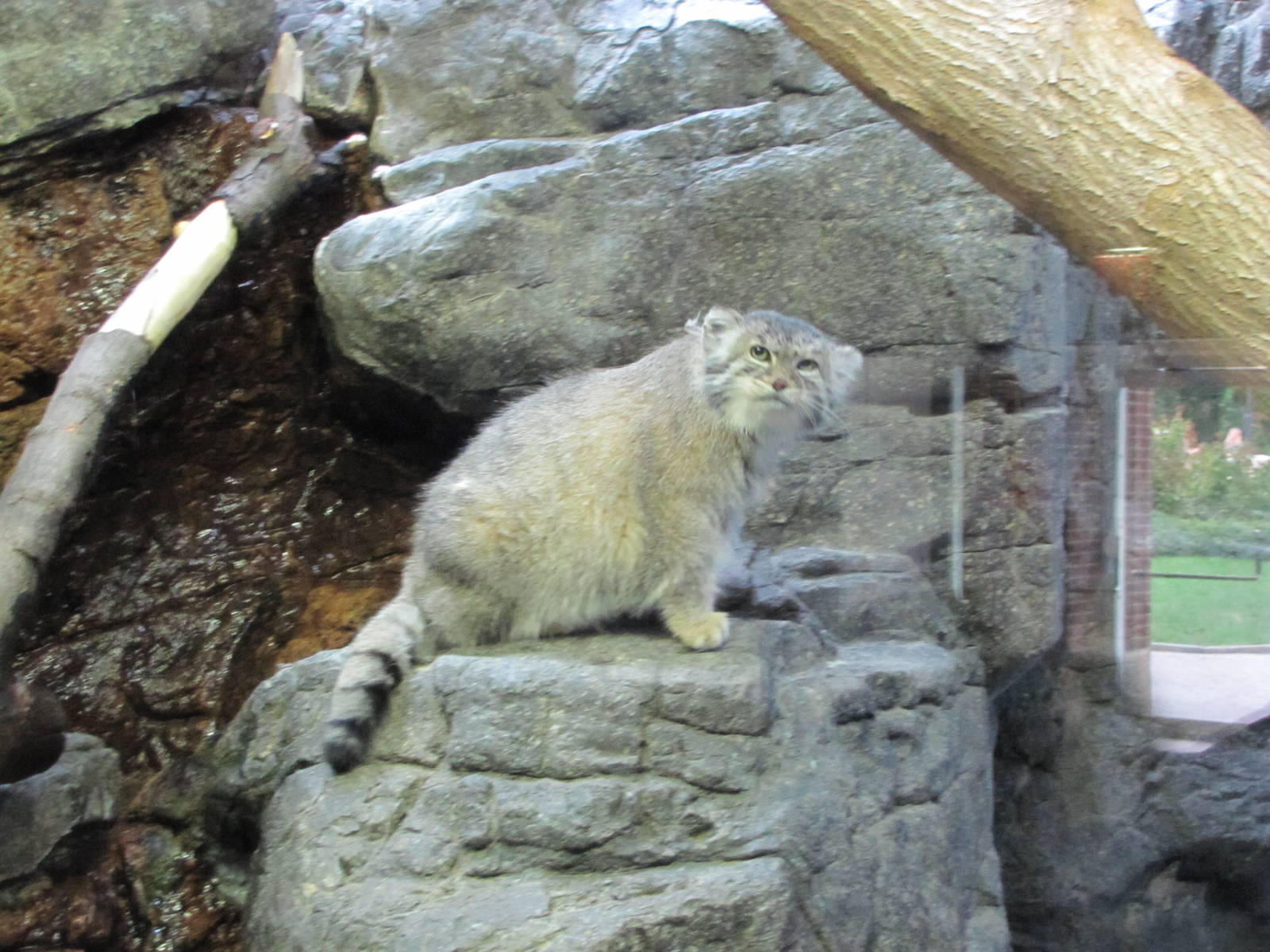 Prospect Park Zoo 2010 - Pallas Cat