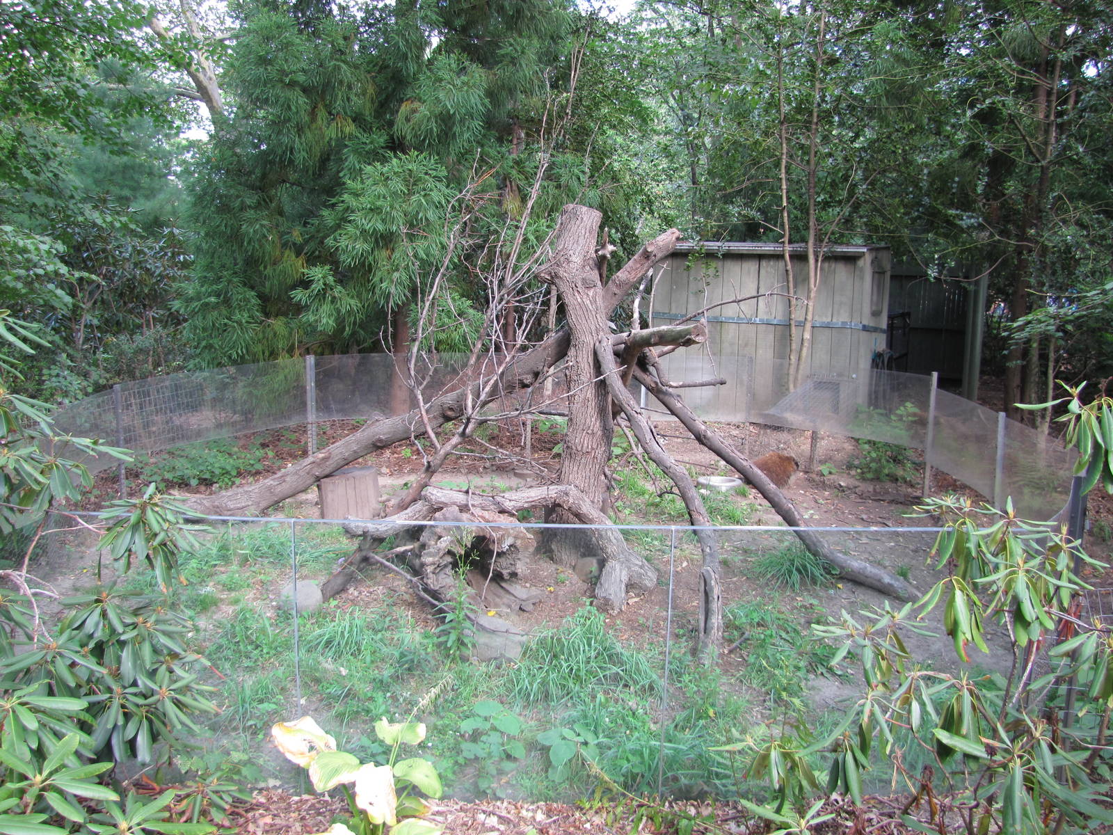 Prospect Park Zoo 2010 - Porcupine exhibit in Discovery Trail