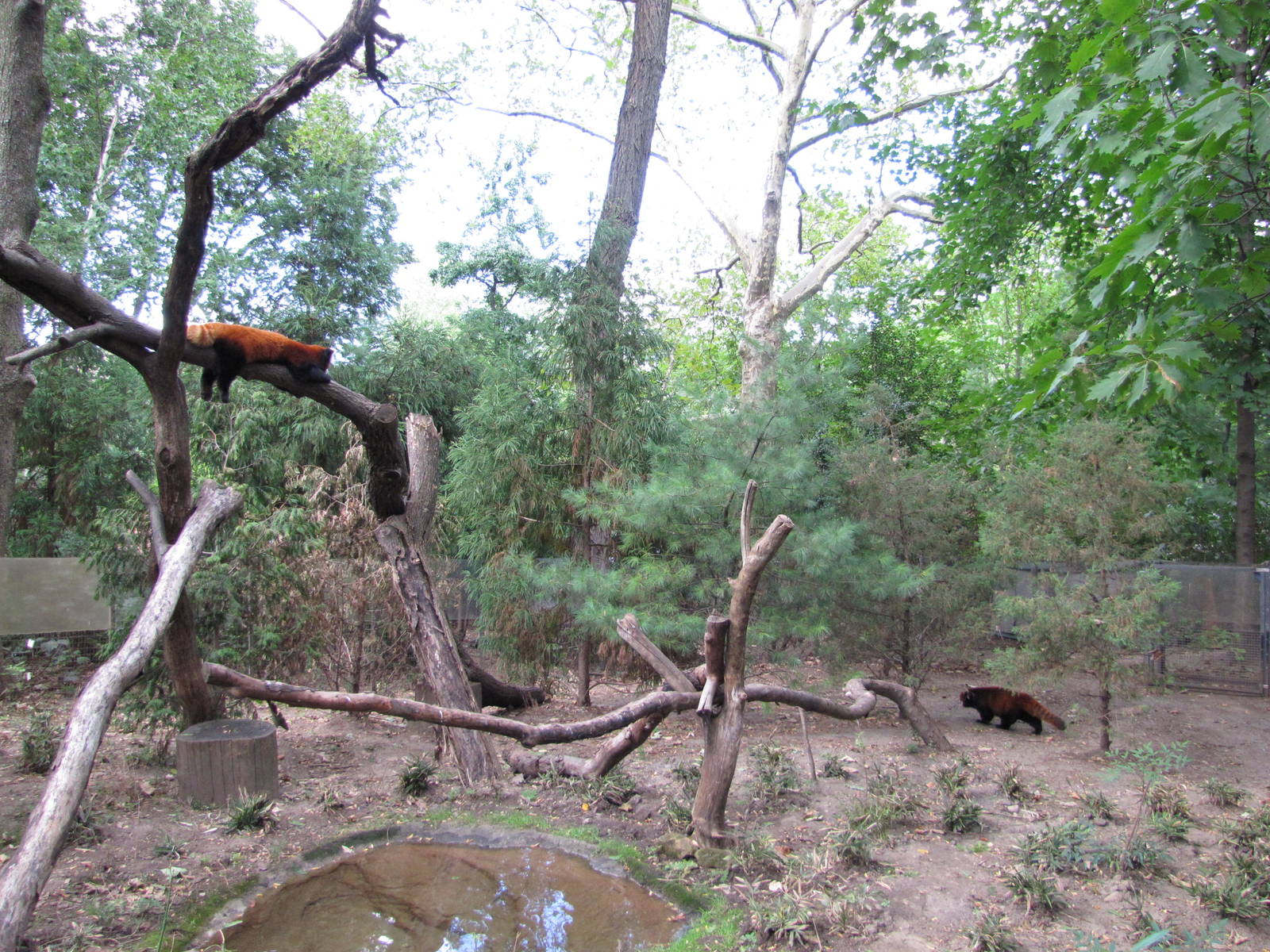 Prospect Park Zoo 2010 - Red Panda exhibit in Discovery Trail