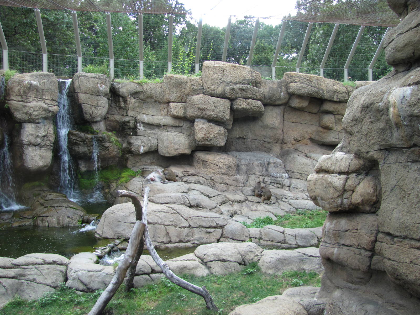 Prospect Park Zoo 2010 - Second part of Hamadryas Baboon exhibit