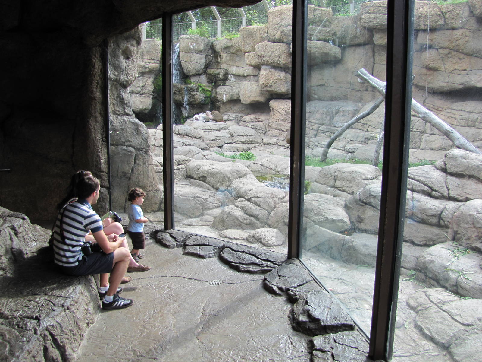 Prospect Park Zoo 2010 - Viewing point at Hamadryas Baboon exhibit