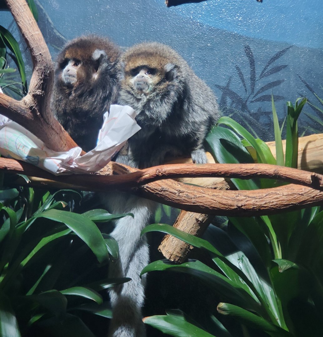 Prospect Park Zoo (2022) - Bolivian Titi