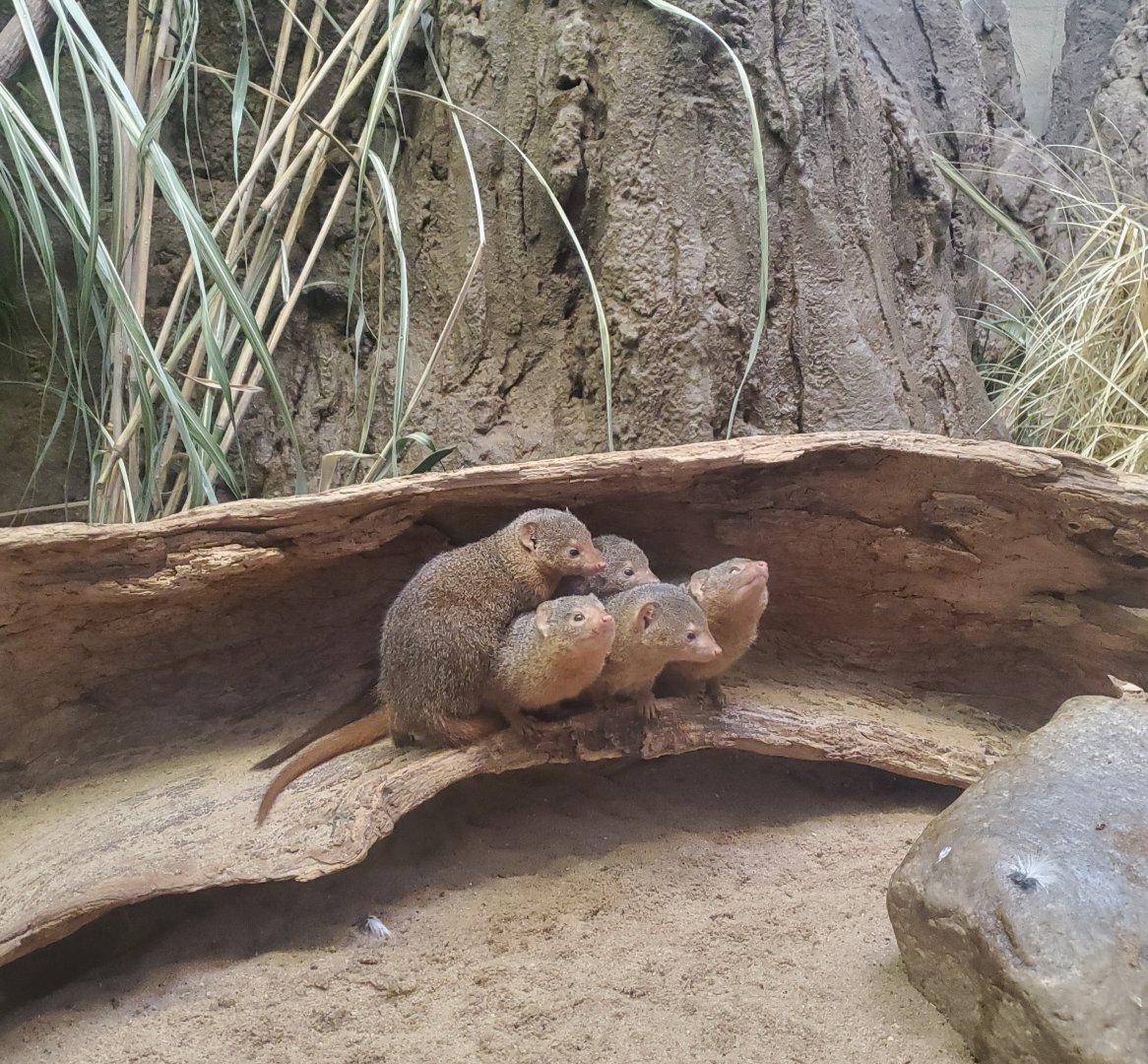 Prospect Park Zoo (2022) - Dwarf Mongoose