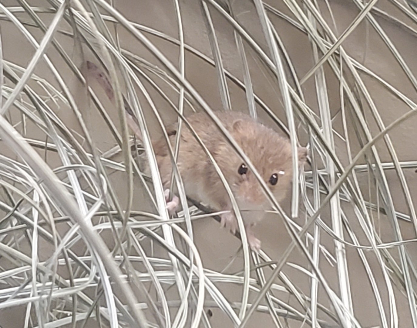 Prospect Park Zoo (2022) - Eurasian Harvest Mouse
