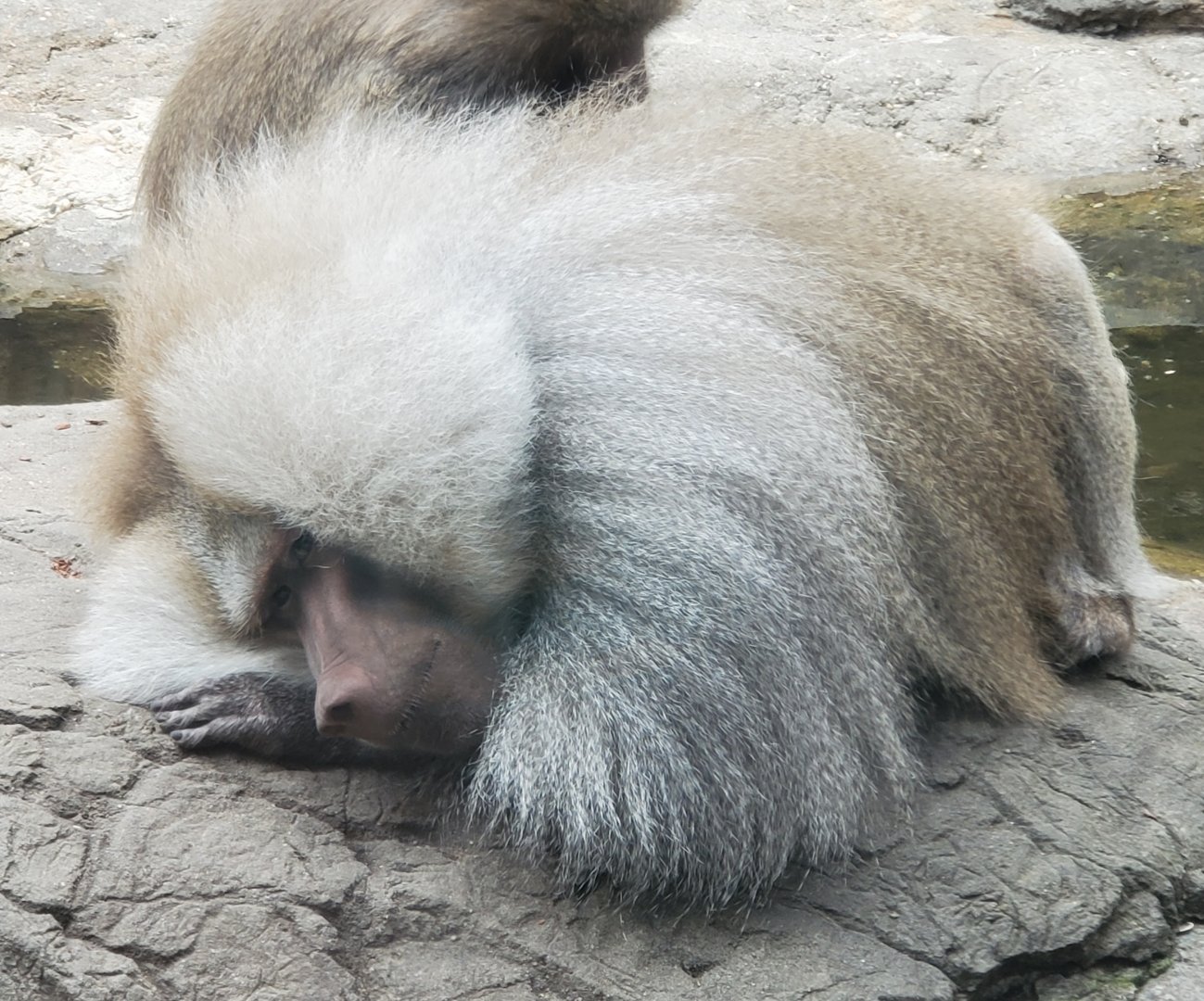 Prospect Park Zoo (2022) - Hamadryas Baboon