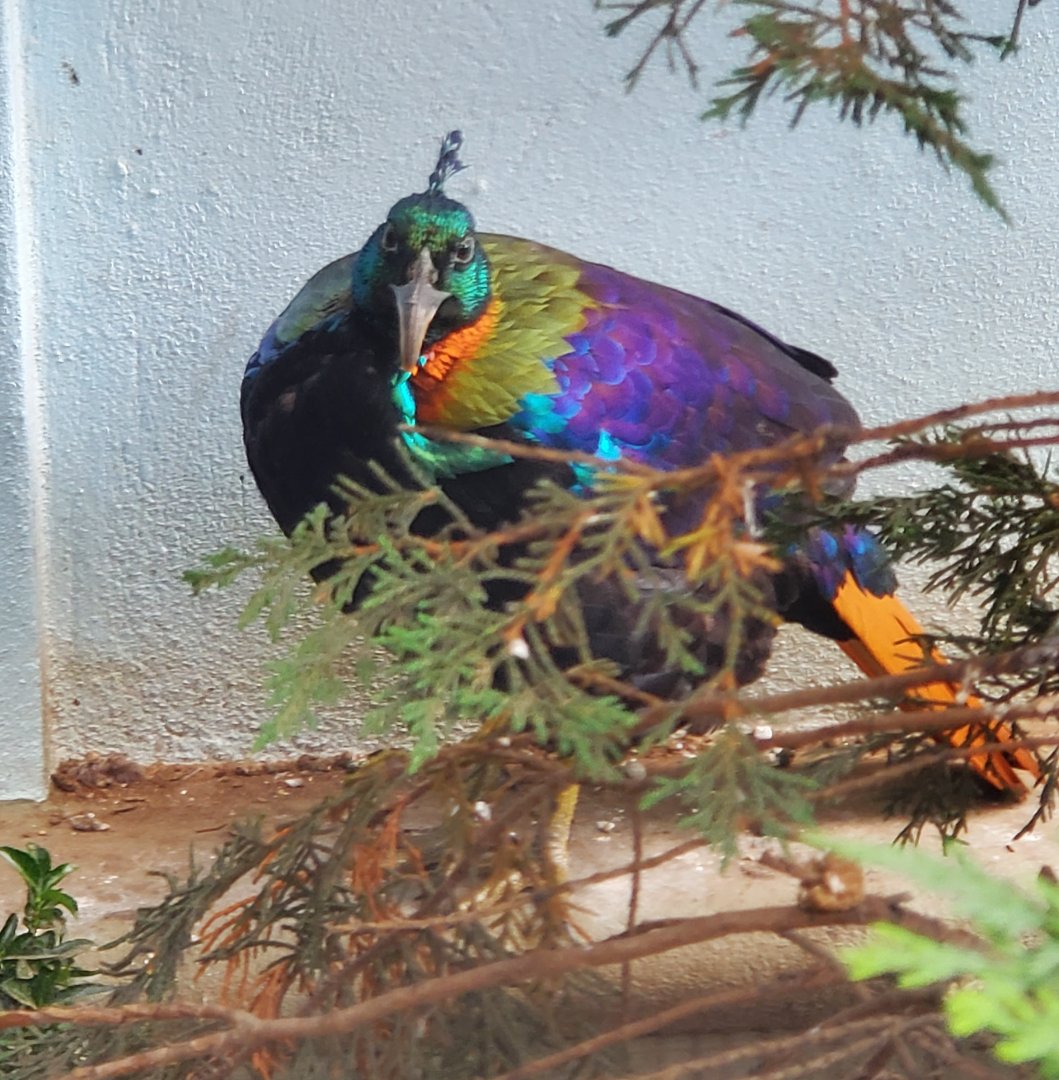 Prospect Park Zoo (2022) - Himalayan Monal