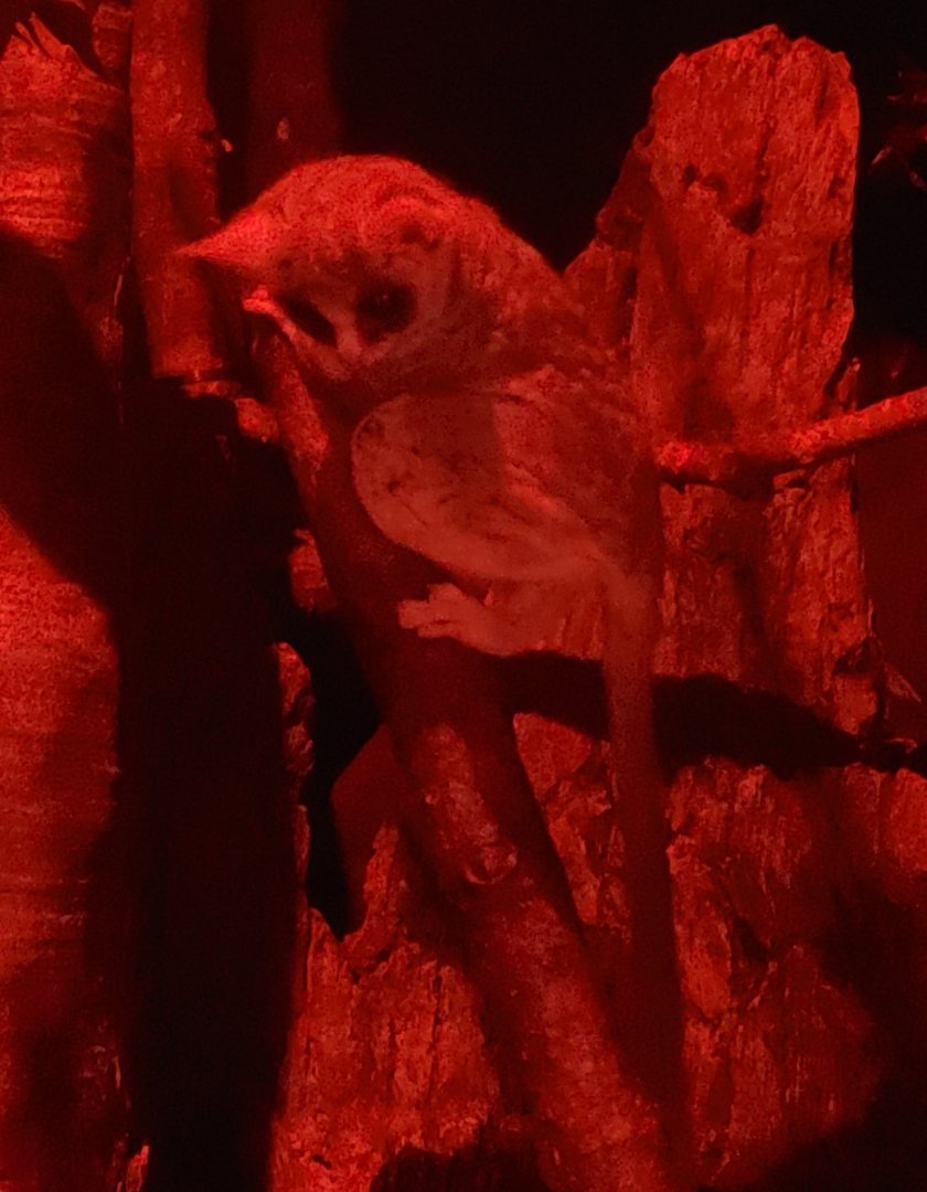 Prospect Park Zoo (2022) - Lesser Bushbaby