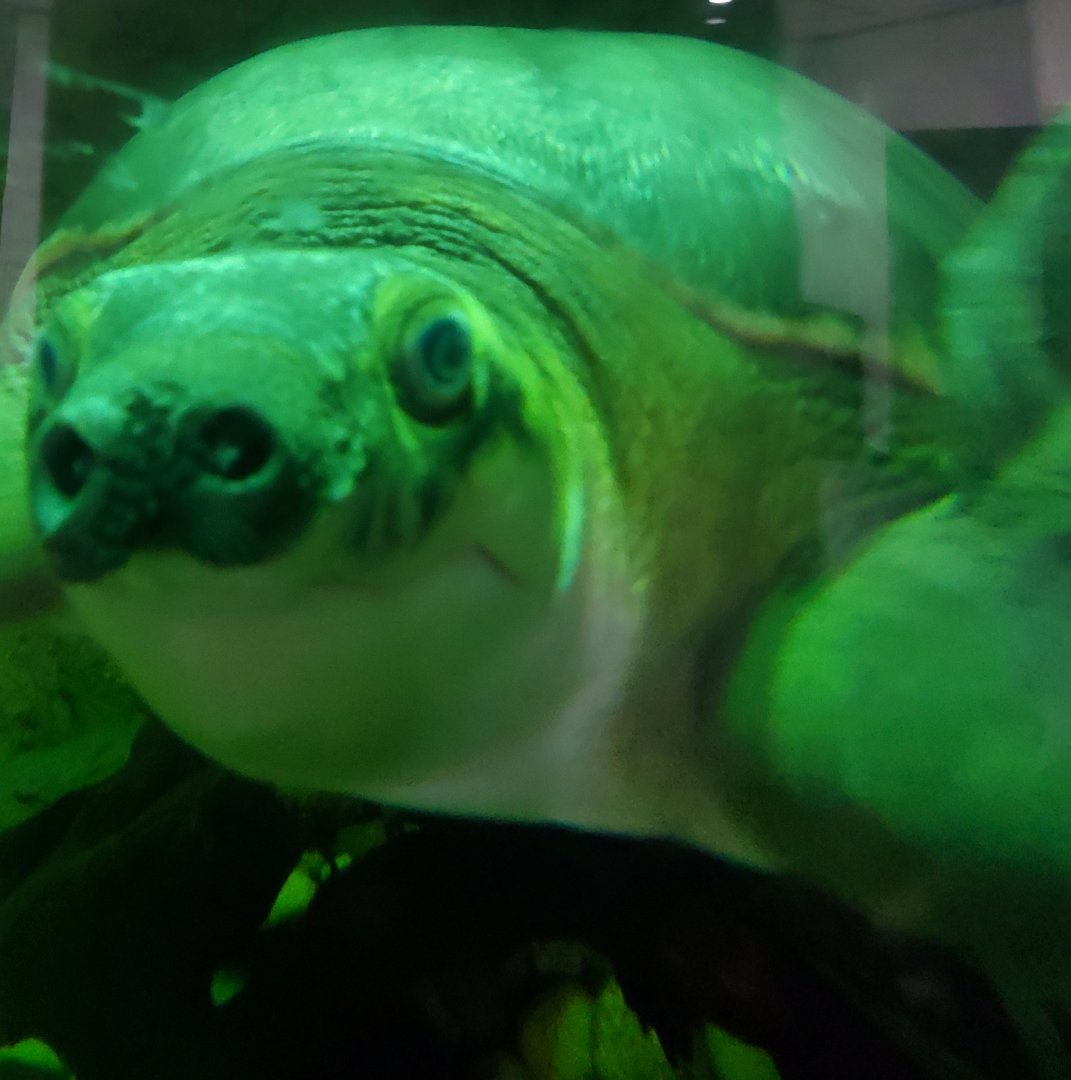 Prospect Park Zoo (2022) - Pig-nosed Turtle