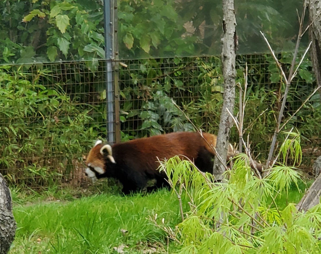 Prospect Park Zoo (2022) - Red Panda