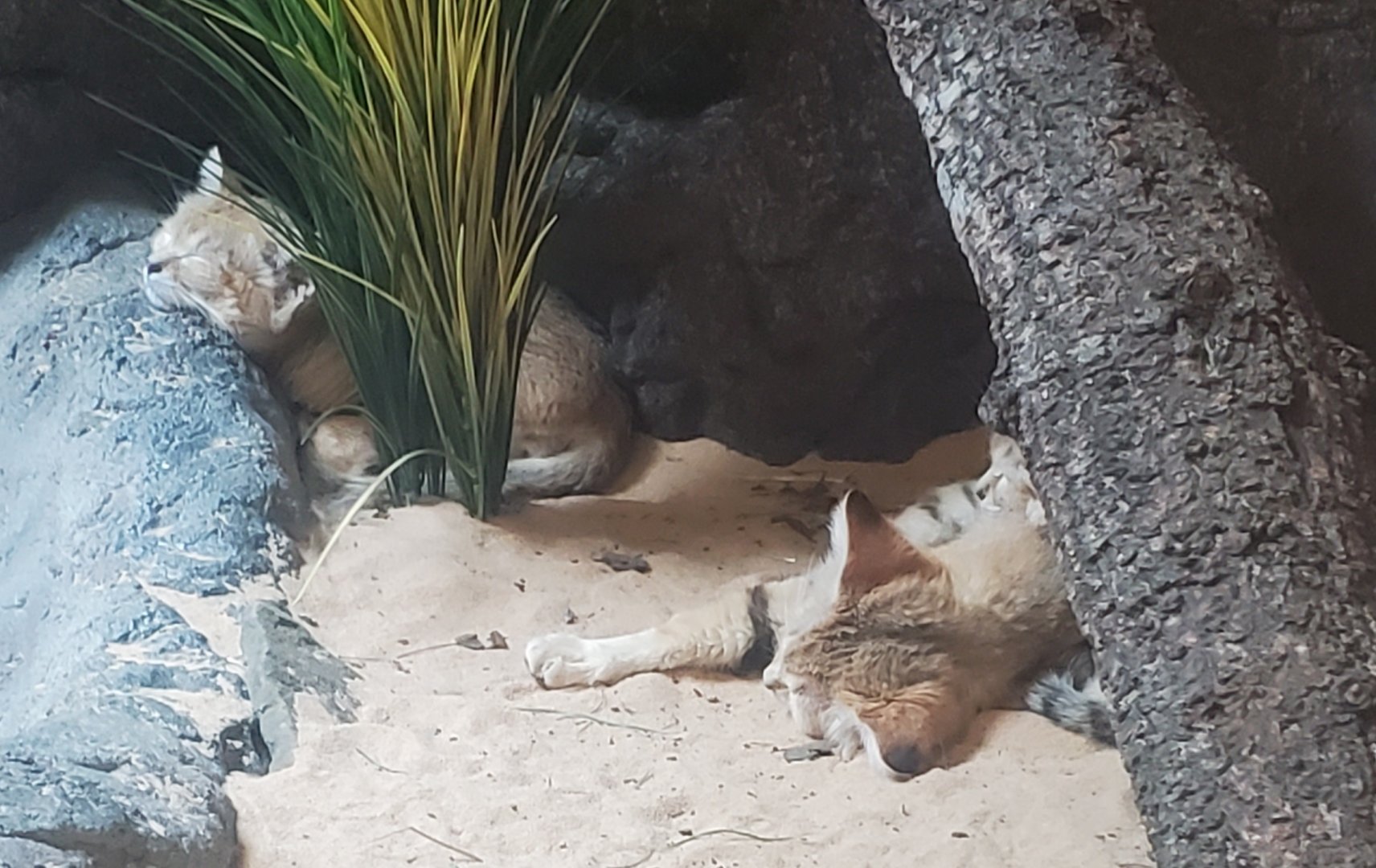 Prospect Park Zoo (2022) - Sand Cat