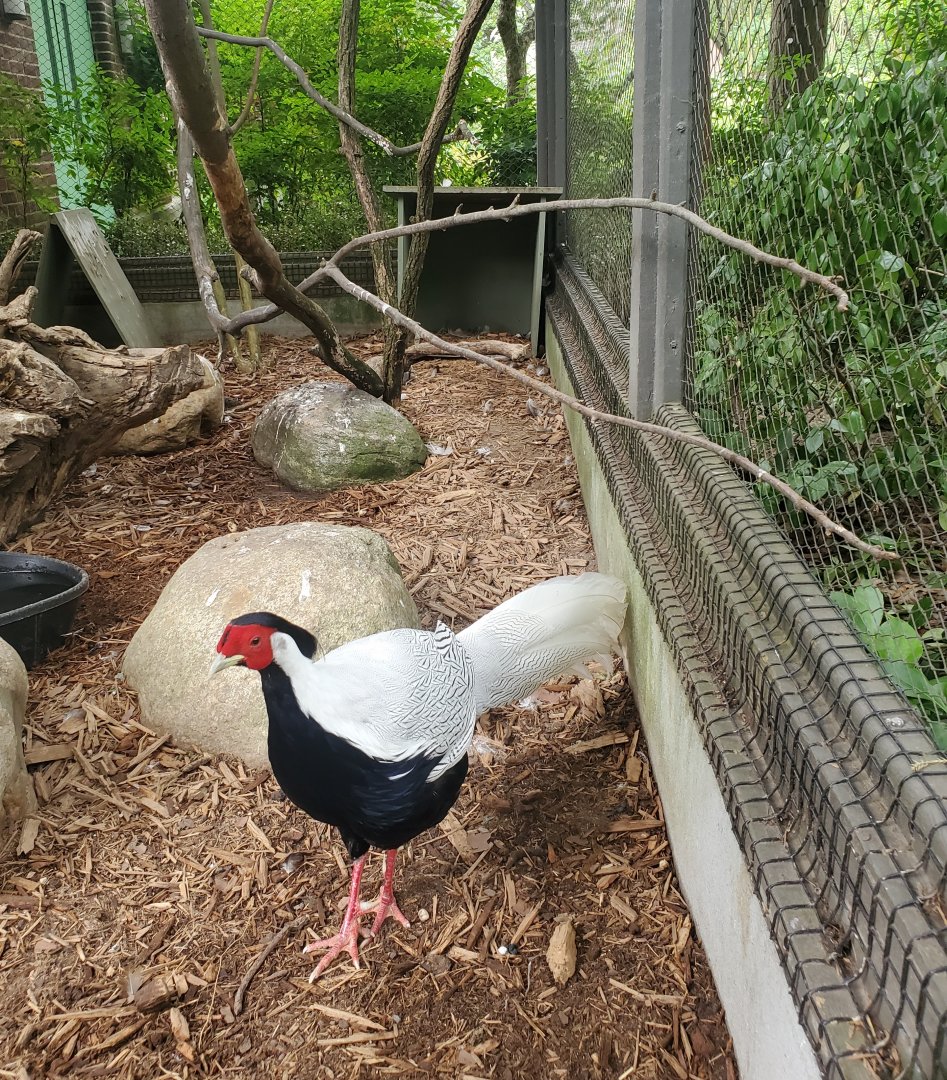 Prospect Park Zoo (2022) - Silver Pheasant