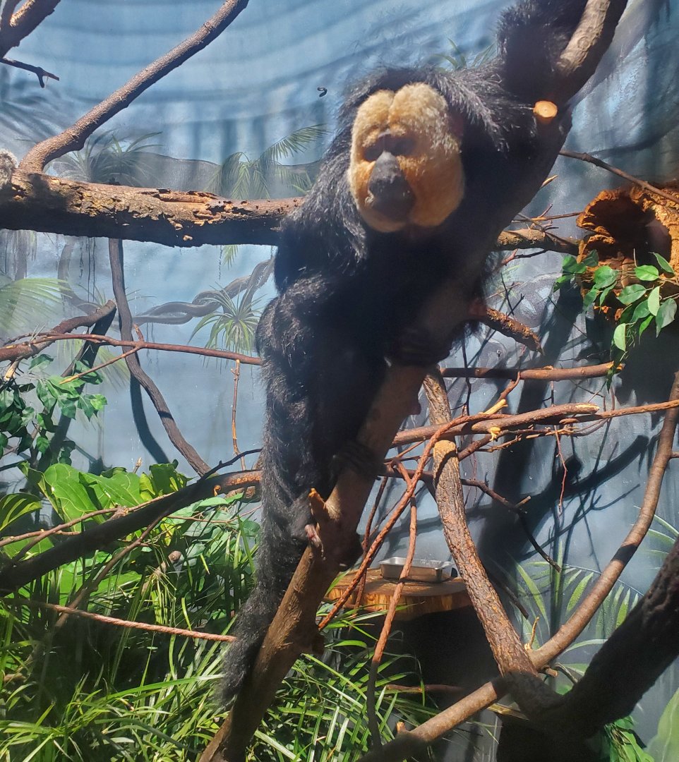 Prospect Park Zoo (2022) - White-faced Saki