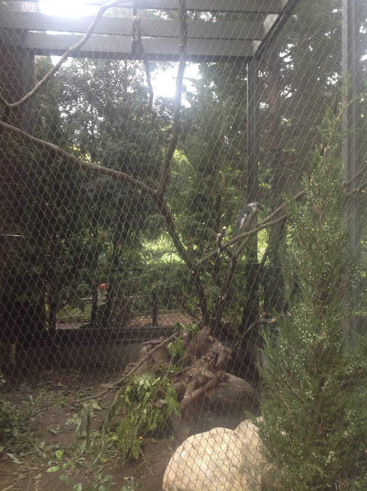 Prospect Park Zoo- Unidentified Hornbill exhibit