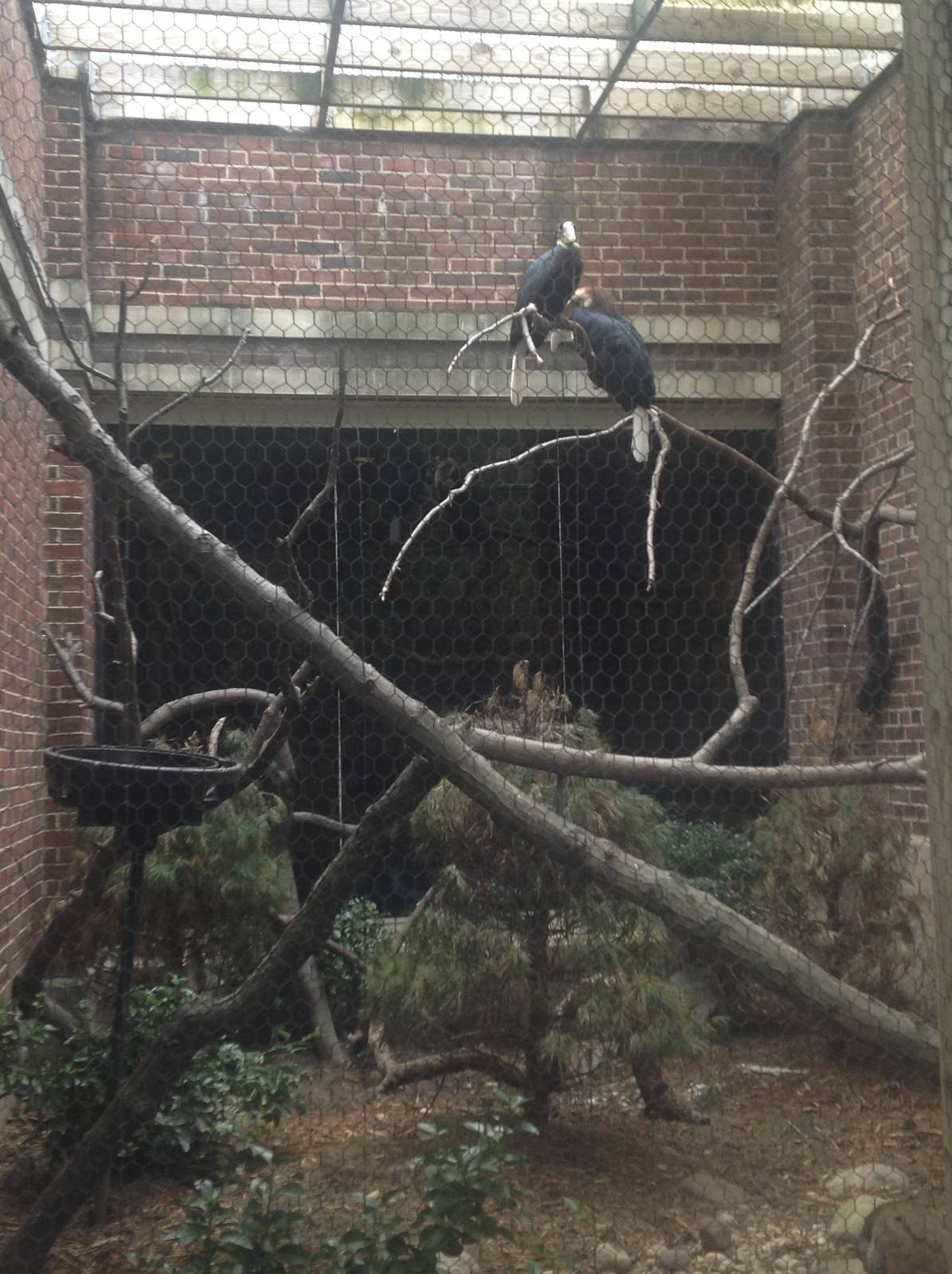 Prospect Park Zoo- Wreathed Hornbill exhibit