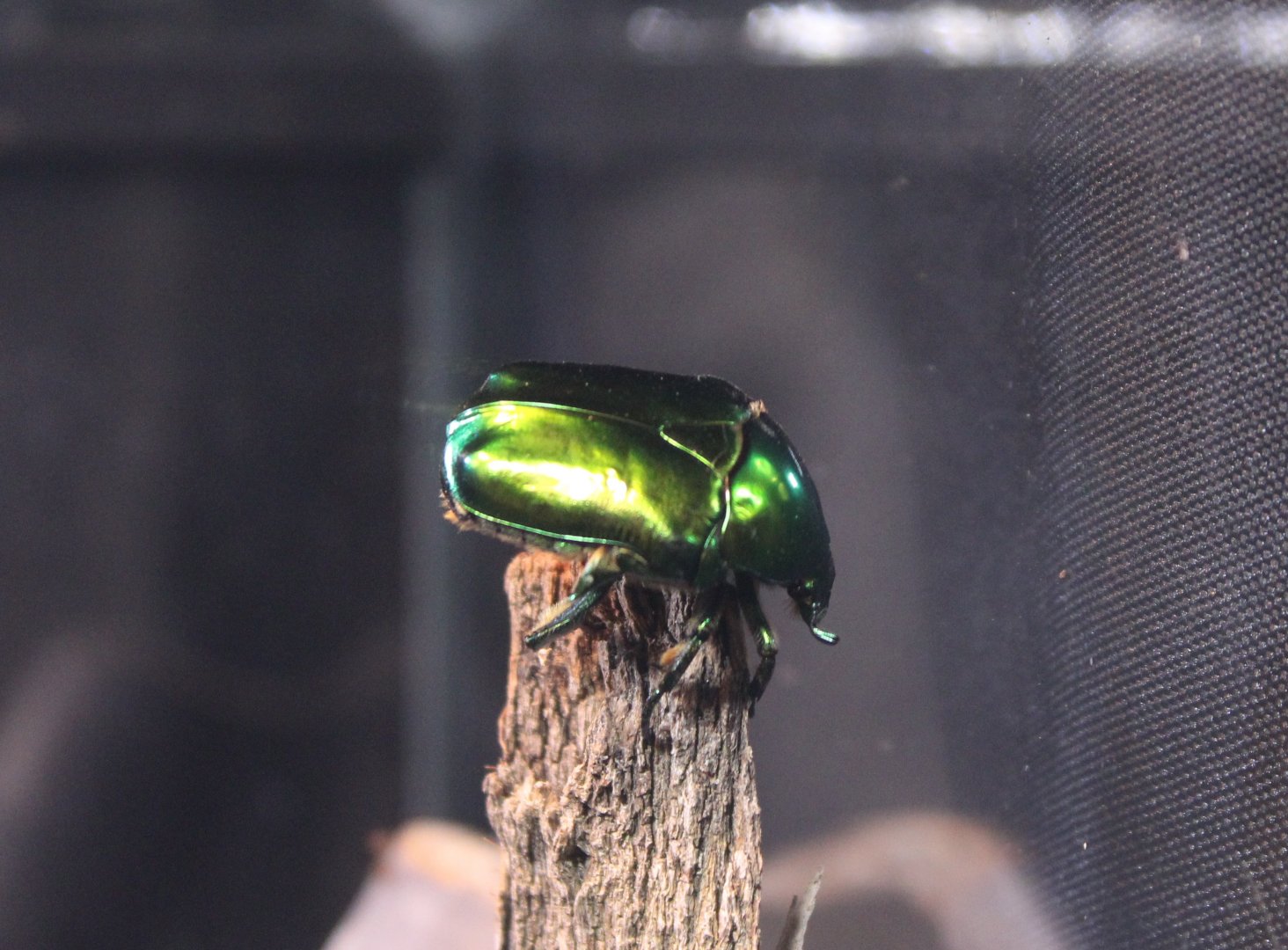 Protaetia aeruginosa