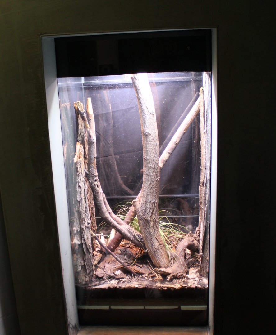 Protaetia-beetle enclosure