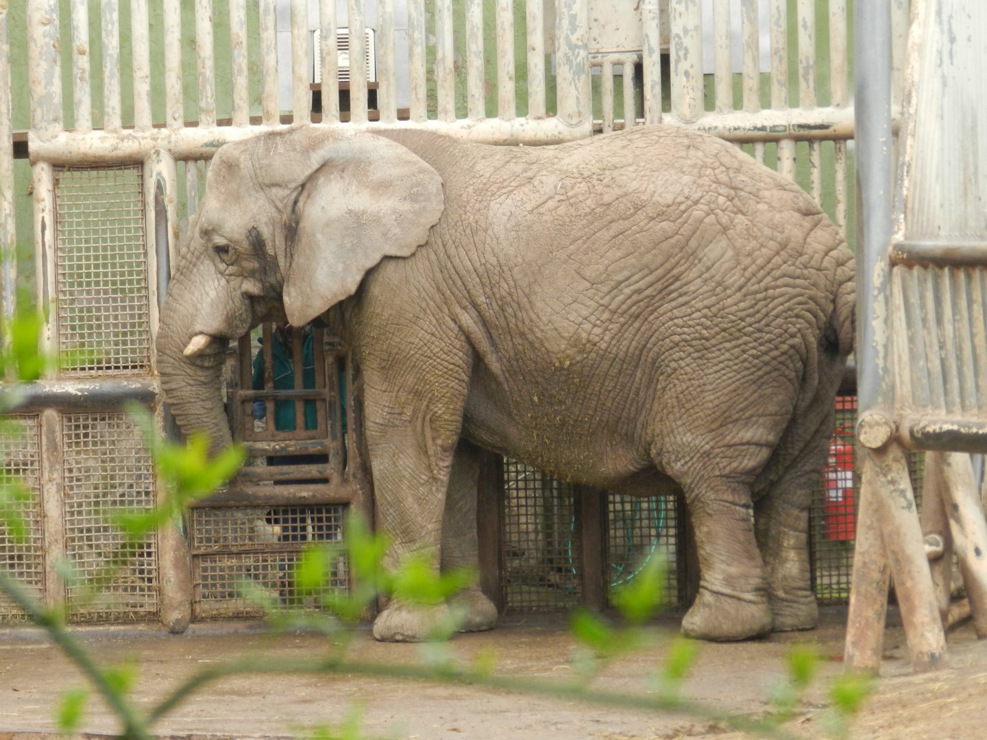 "Protea", the African elephant - Santiago Zoo (Zoologico nacional)