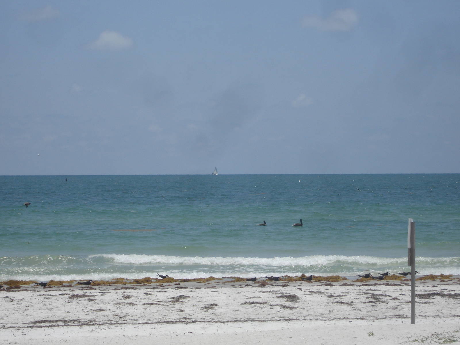 Protected nesting site - adjacent to sanctuary