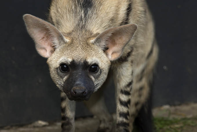 Proteles cristatus female, RSCC, Kent