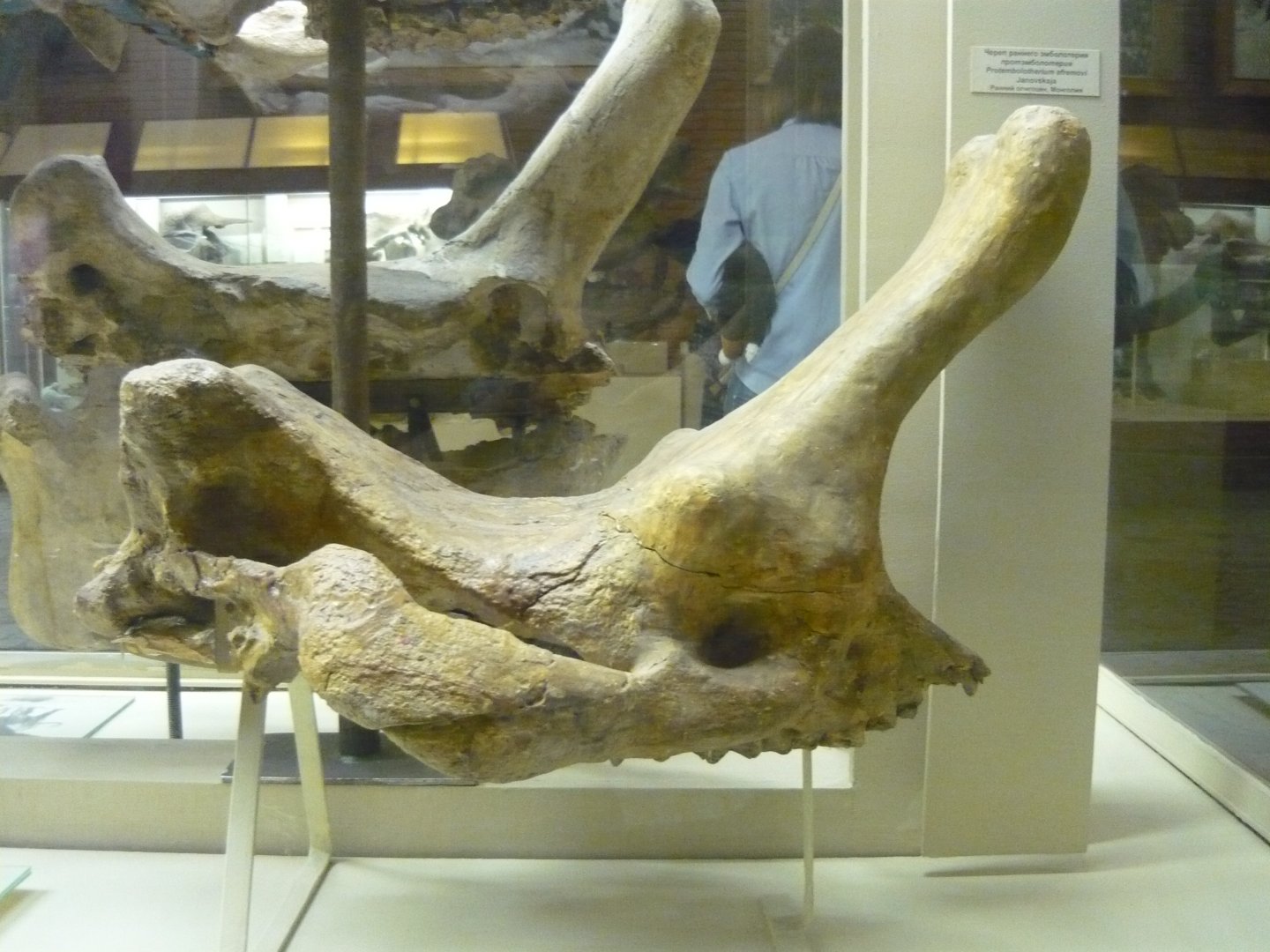 Protembolotherium efremovi skull
