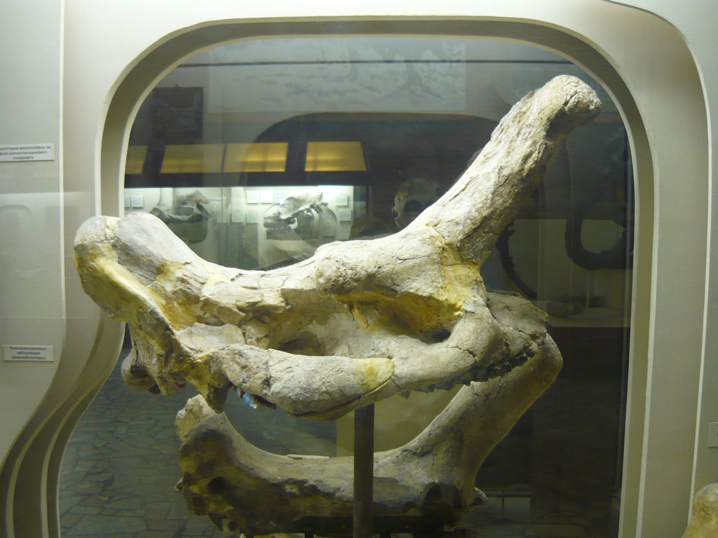Protembolotherium efremovi skull