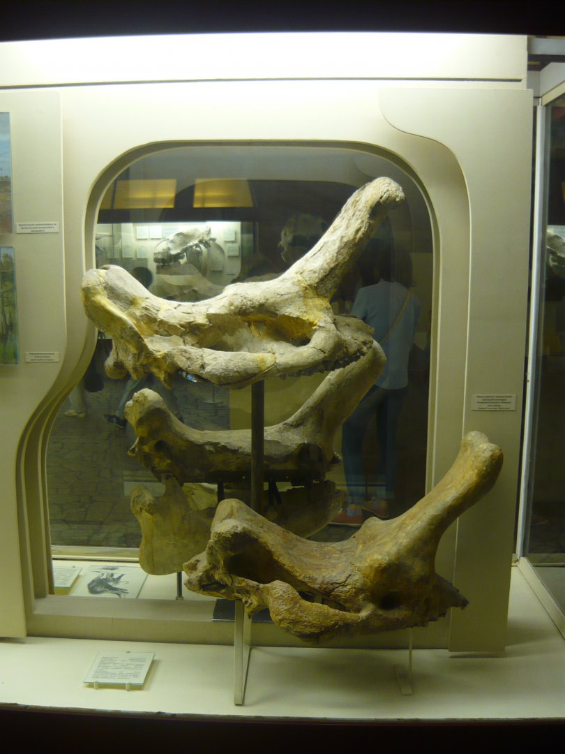 Protembolotherium efremovi skulls