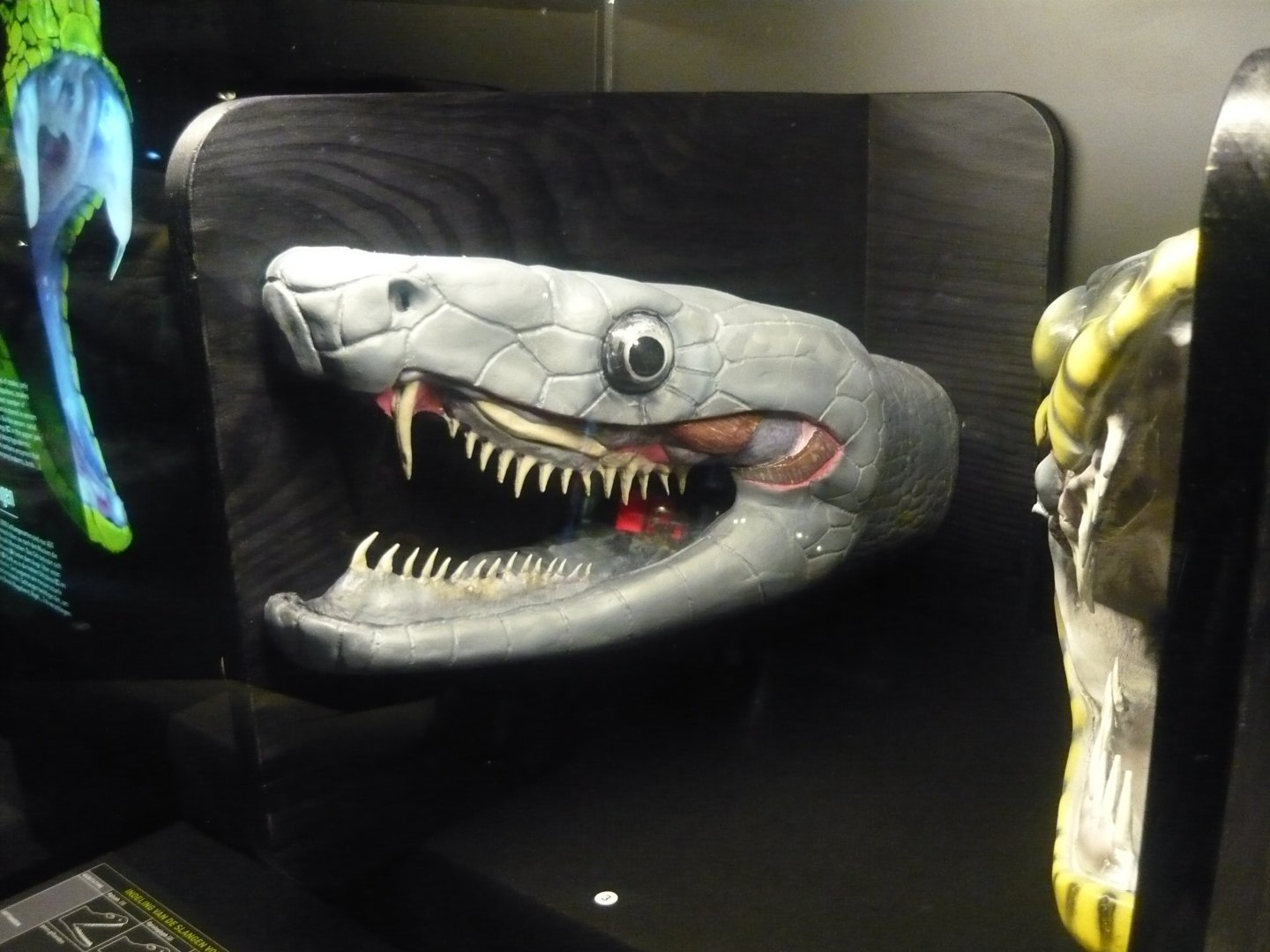 Proteroglyphous snake head model