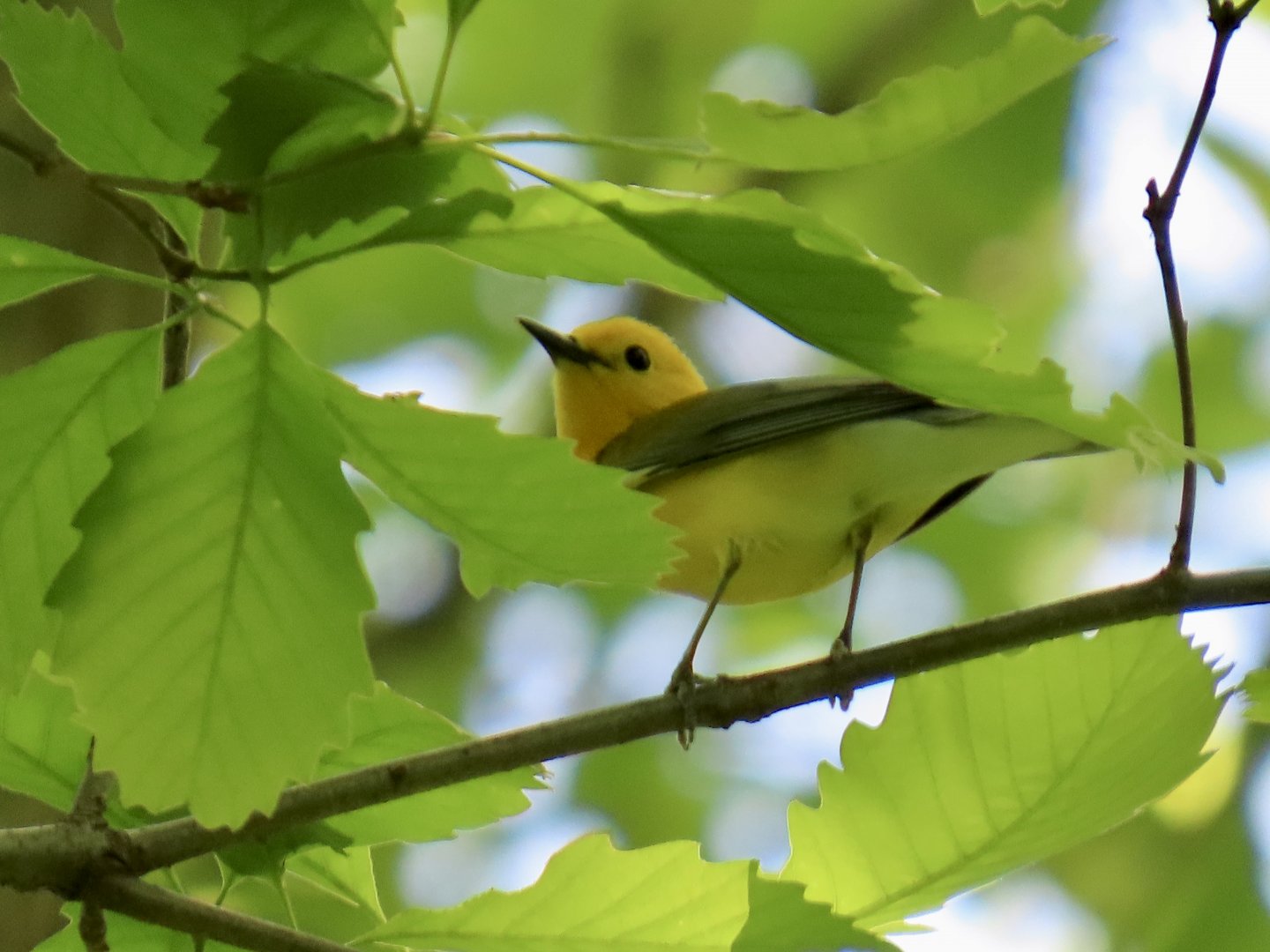 Prothonotary Warbler (Protonotaria citrea)