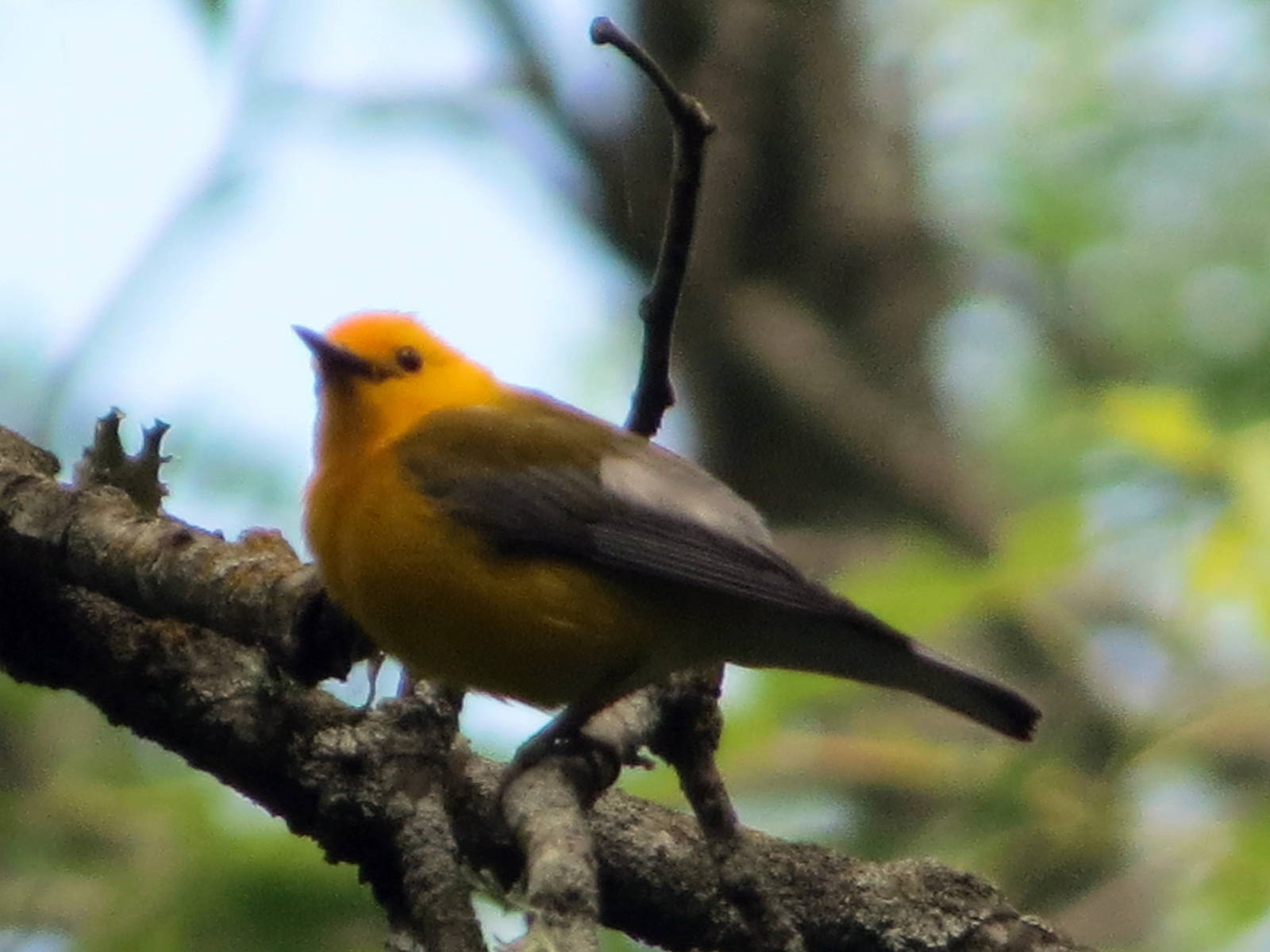 Prothonotary Warbler