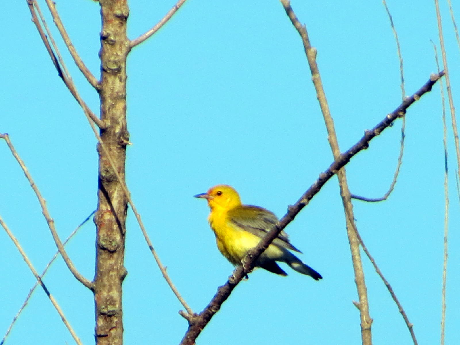 Prothonotary Warbler