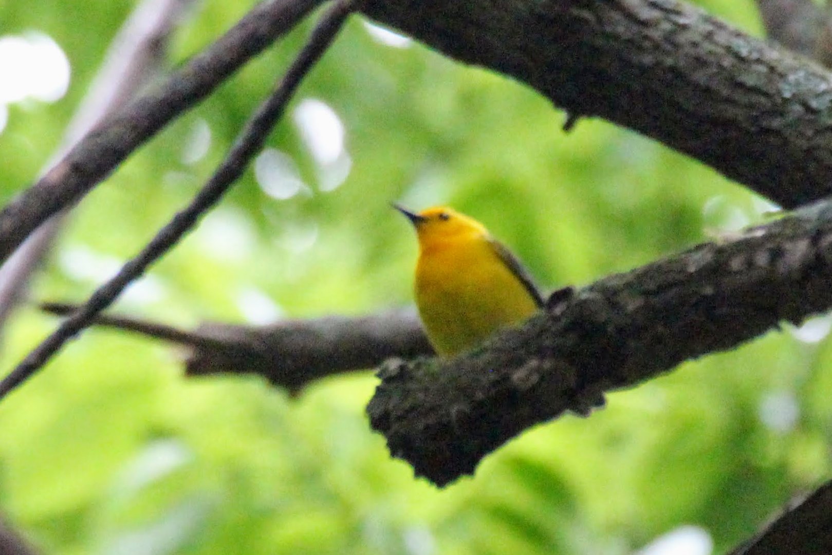 Prothonotary Warbler
