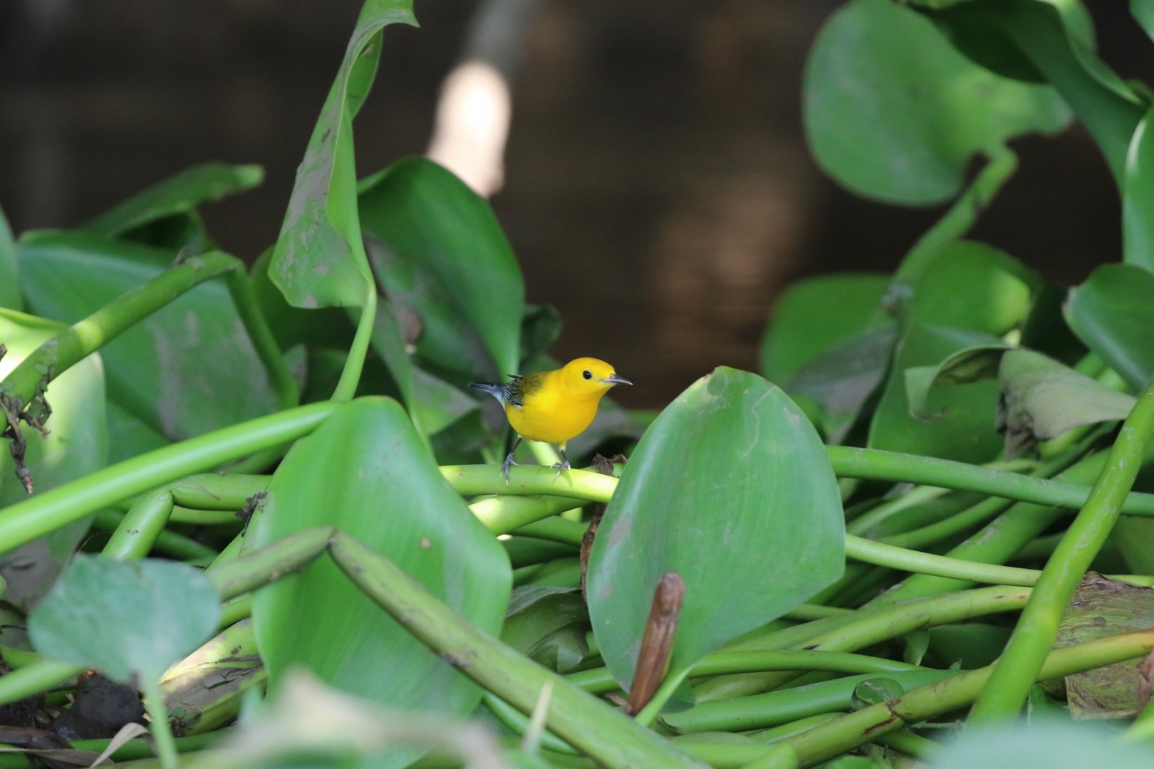 Prothonotary Warbler
