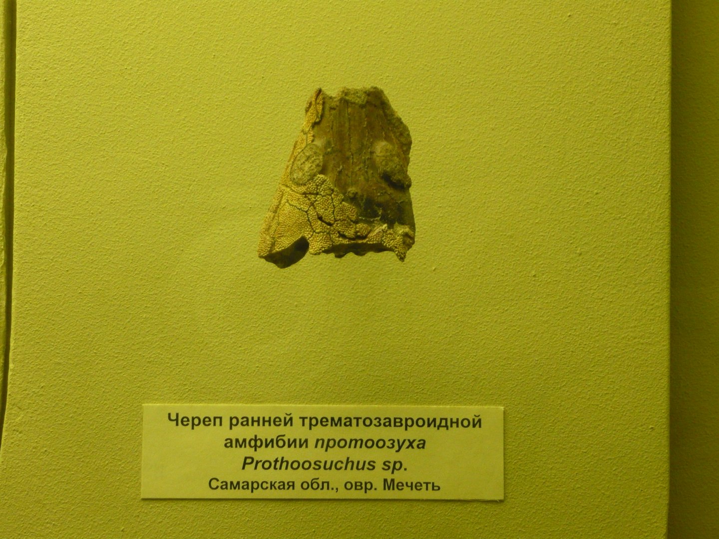 Prothoosuchus sp. skull fragment