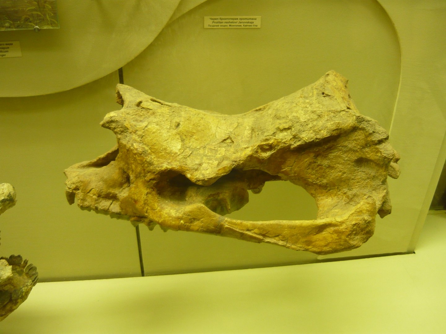 Protitan reshetovi skull