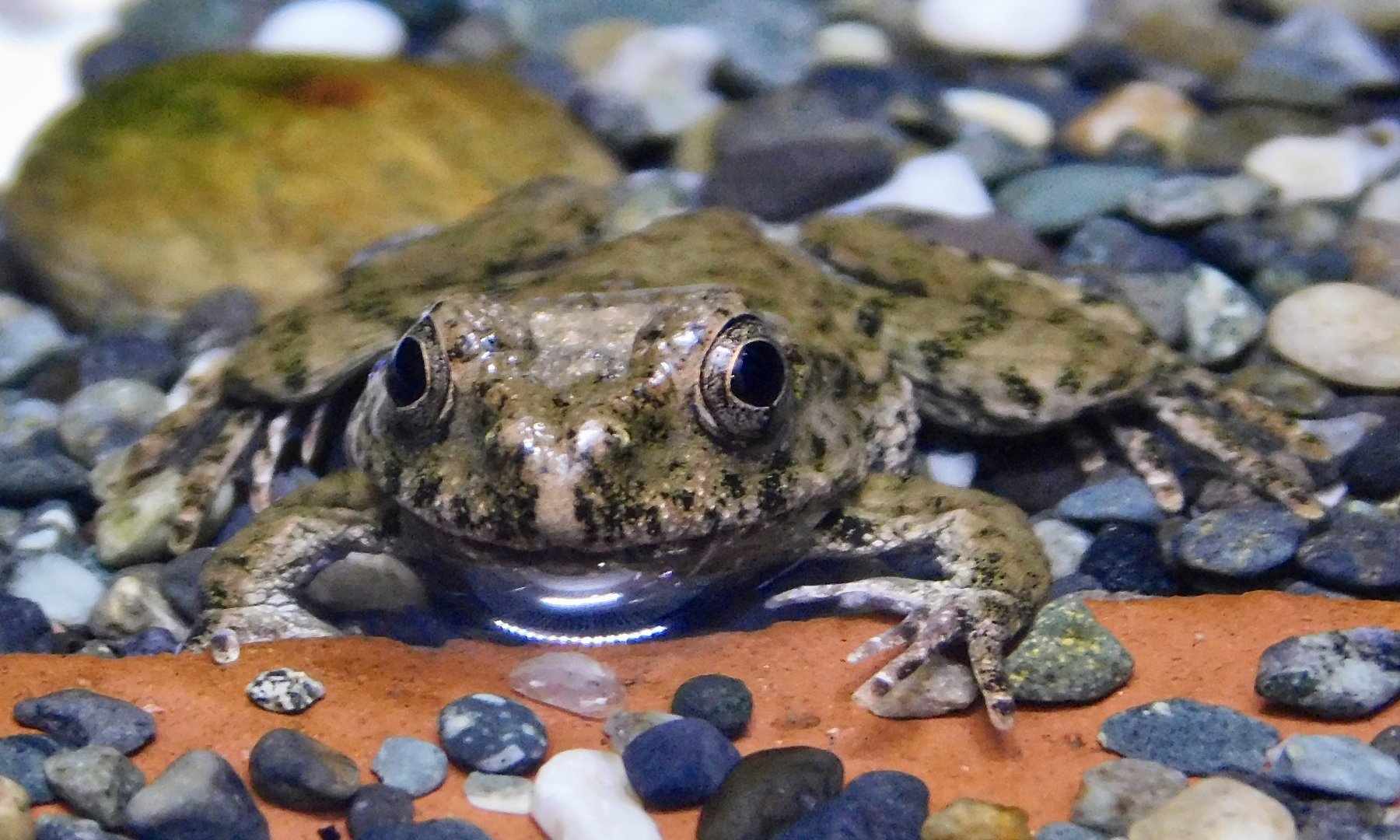 Proto Wrinkled Frog (Glandirana reliquia) November 29, 2025