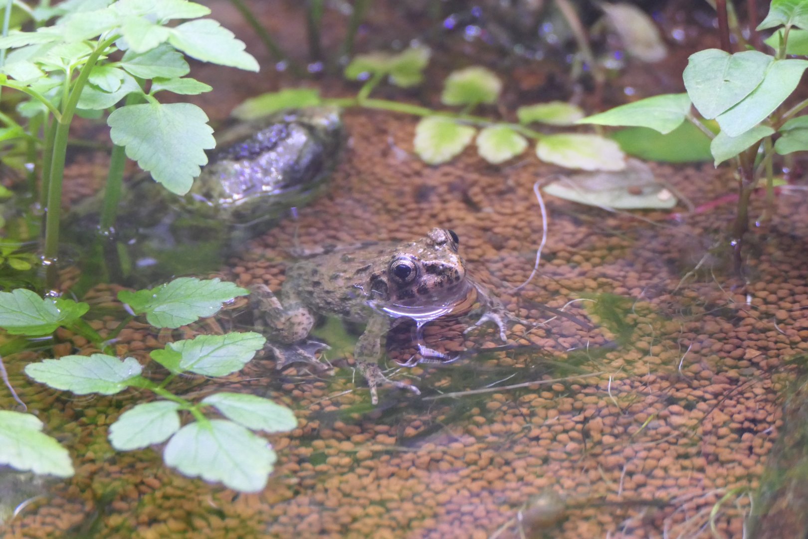 Proto Wrinkled Frog (Glandirana reliquia)