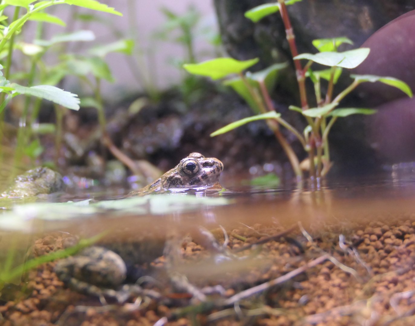 Proto Wrinkled Frog (Glandirana reliquia)