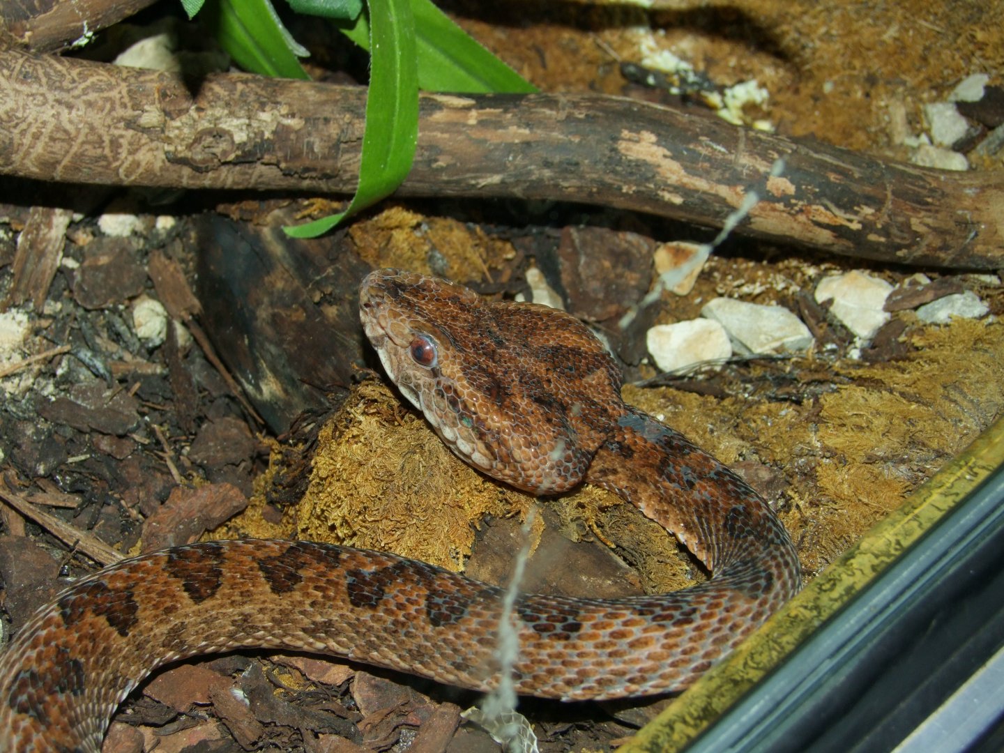 Protobothrops elegans