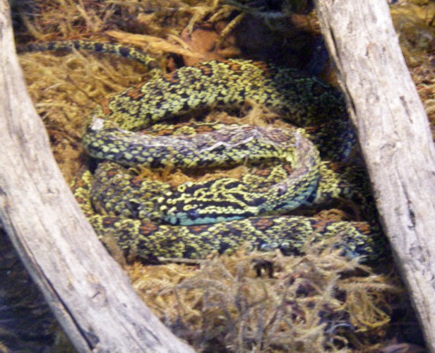 Protobothrops jerdonii