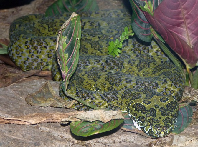 Protobothrops mangshanensis