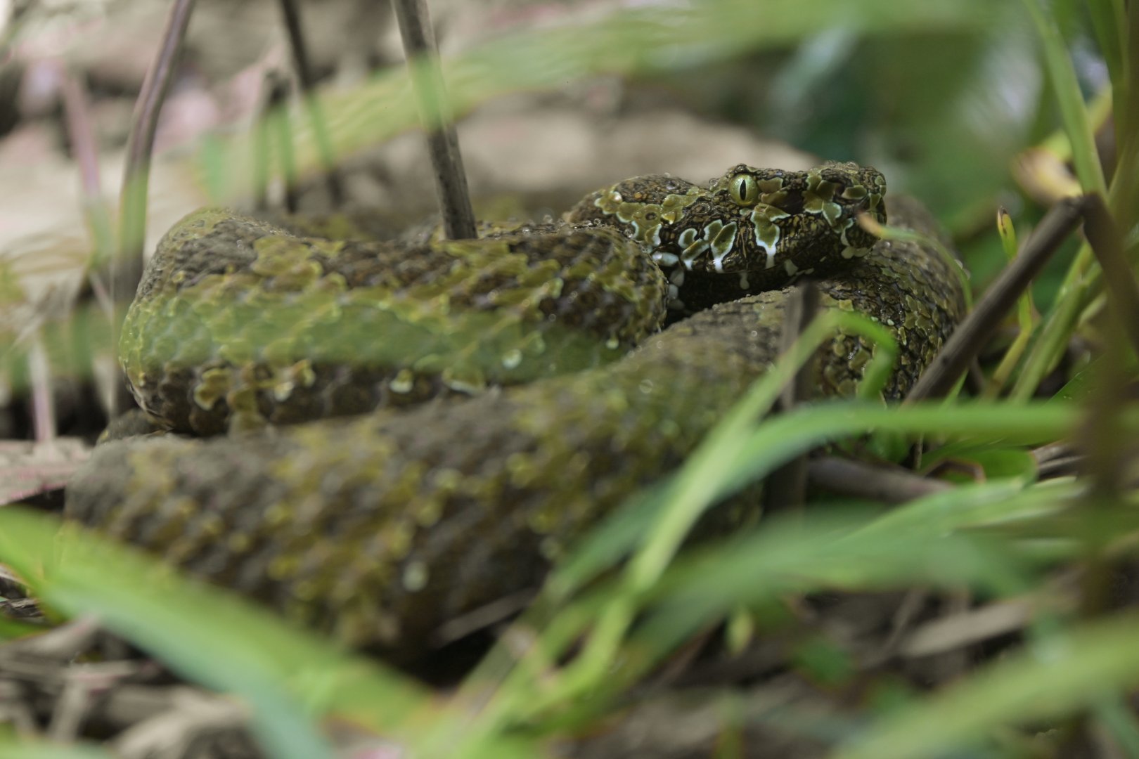 Protobothrops mangshanensis